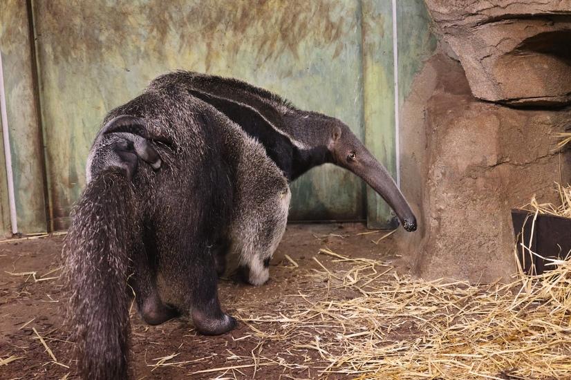 Ameisenbär in seinem Gehege im Allwetterzoo