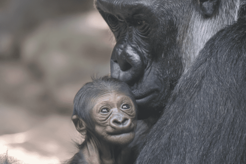 Gorilla Changa mit Jungtier auf dem Arm