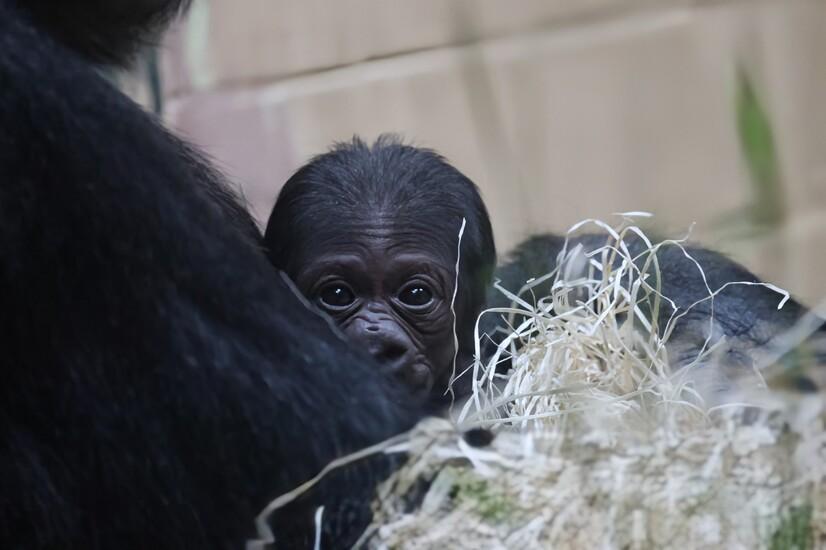 Ein Gorilla-Jungtier liegt in den Armen seiner Mutter, umgeben von Holzwolle.
