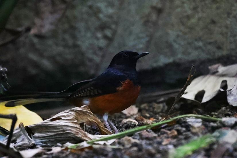 Eine Schamadrossel steht zwischen Blättern auf dem Boden der Merantihalle