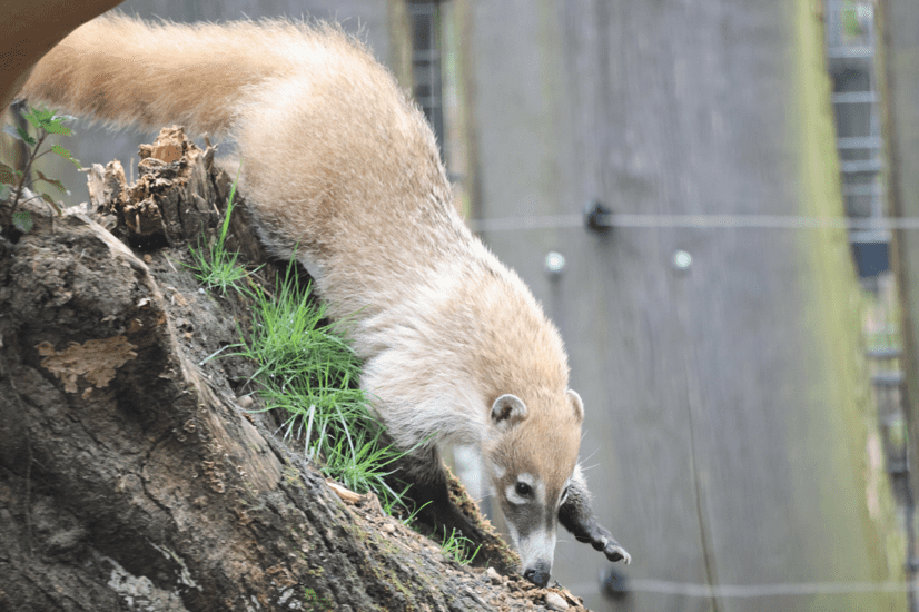 Ein Weißrüsselnasenbär klettert einen Baumstumpf runter