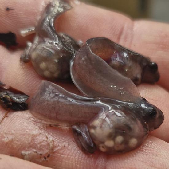 Larven der Fransenlaubfrösche im Allwetterzoo Münster. Auf dem Foto ist gut zu erkennen, dass ihre jüngste Mahlzeit Laich gewesen ist. Foto: Allwetterzoo /  Theobald