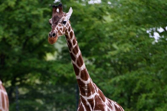 Eine junge Giraffenkuh auf einer Wiese
