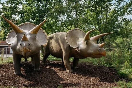 Die zwei ikonischen Triceratops Statuen stehen vorm Eingang des LWL Naturkundemuseums