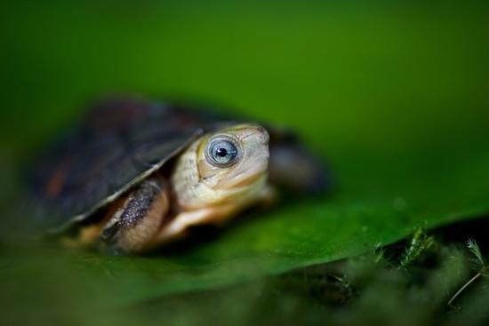 Eine Goldkopf-Schnierschildkröte auf einem Blatt