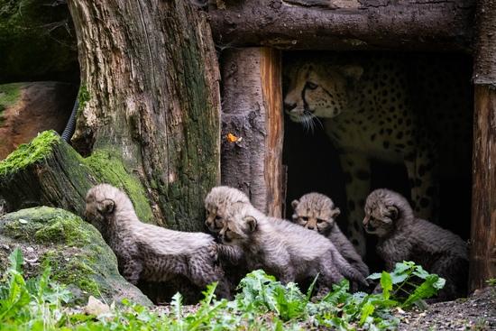 Fünf kleine Geparde laufen vor ihrer Höhle hintereinander her