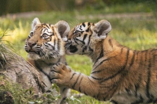 Die kleinen Tiger auf der Außenanlage im Allwetterzoo Münster.