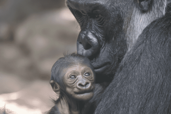 Gorilla Changa mit Jungtier auf dem Arm