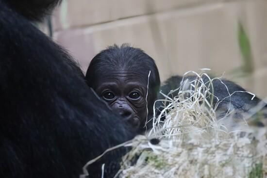 Ein Gorilla-Jungtier liegt in den Armen seiner Mutter, umgeben von Holzwolle.