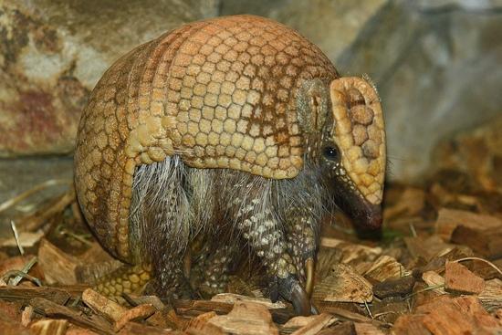 Ein Gürteltier sitzt in seinem Gehege im Allwetterzoo Münster.