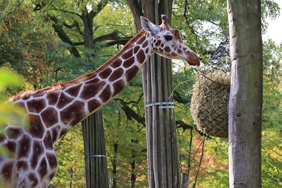 Giraffe Makena steht auf ihrer Anlage im Allwetterzoo, vor ihr h&auml;ngt ein Korb mit Futter.
