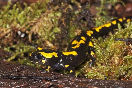 Ein Feuersalamanda im Moos