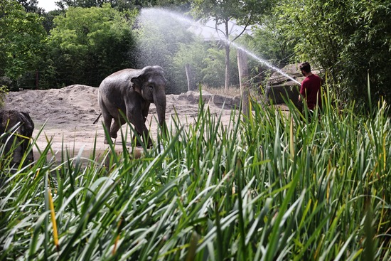 Ein Elefant wird von einem Tierpfleger mit einem Gartenschlauch nassgespritzt