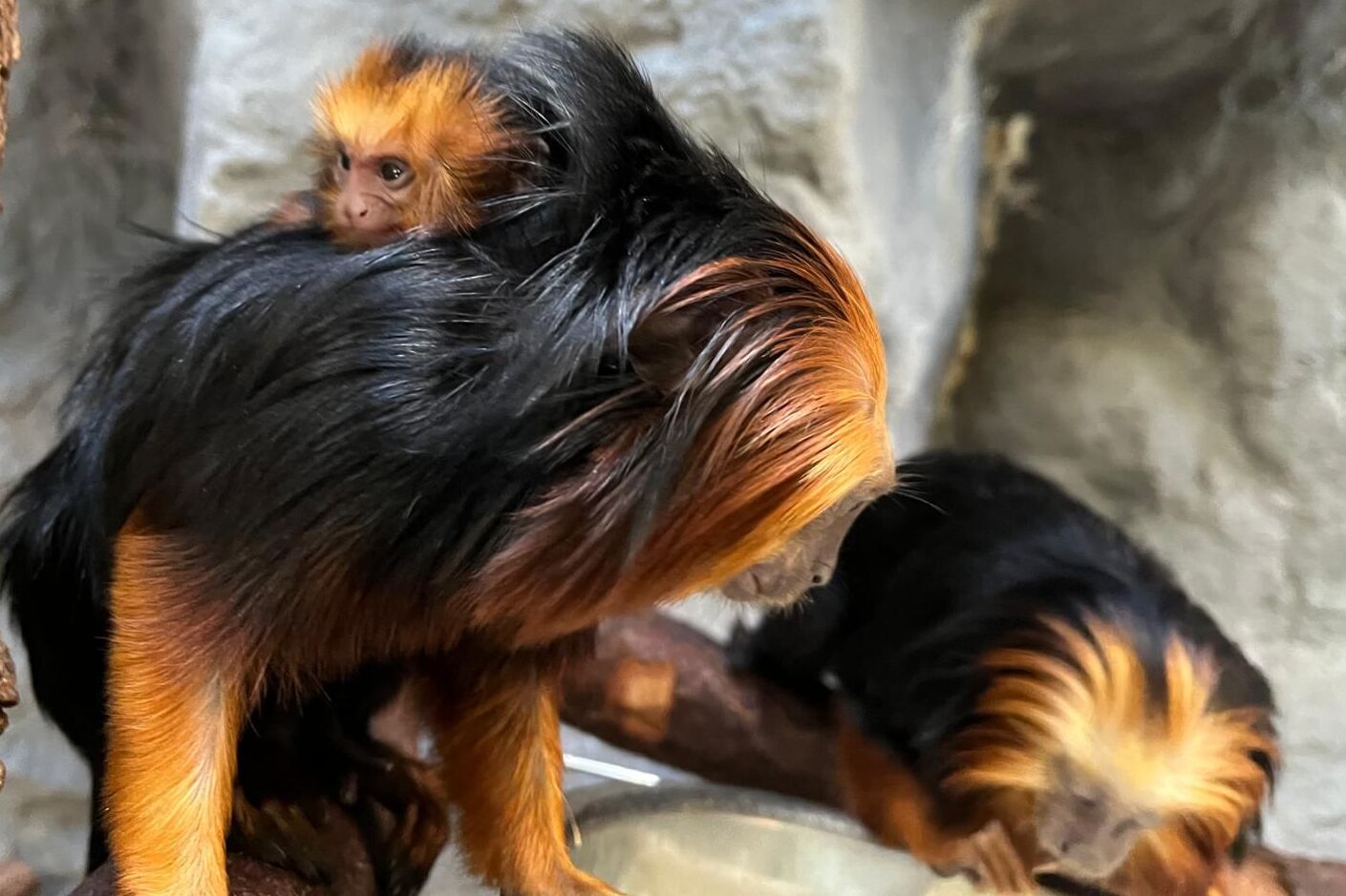 Ein junger Goldkopflöwenaffe sitzt auf dem Rücken seines Vaters.