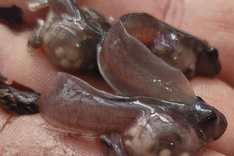 Larven der Fransenlaubfrösche im Allwetterzoo Münster. Auf dem Foto ist gut zu erkennen, dass ihre jüngste Mahlzeit Laich gewesen ist. Foto: Allwetterzoo /  Theobald