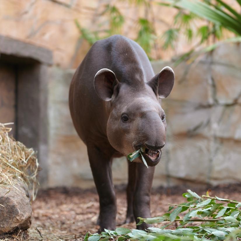Tapir in der Meranti Tropenhalle frisst Blätter
