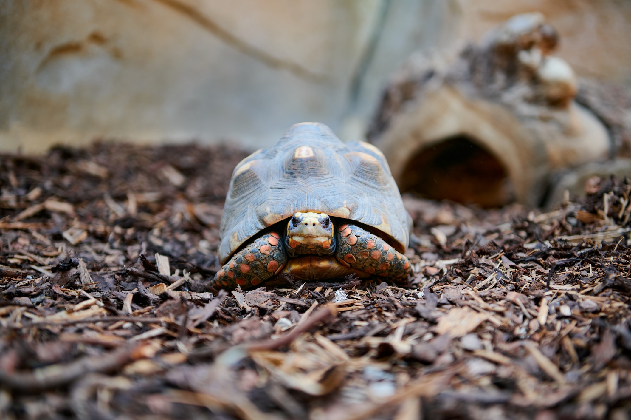 Schildkröte in der Merantihalle im Allwetterzoo auf Holzspänen