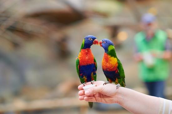 Zwei Loris sitzen auf einer Hand und futtern Körner