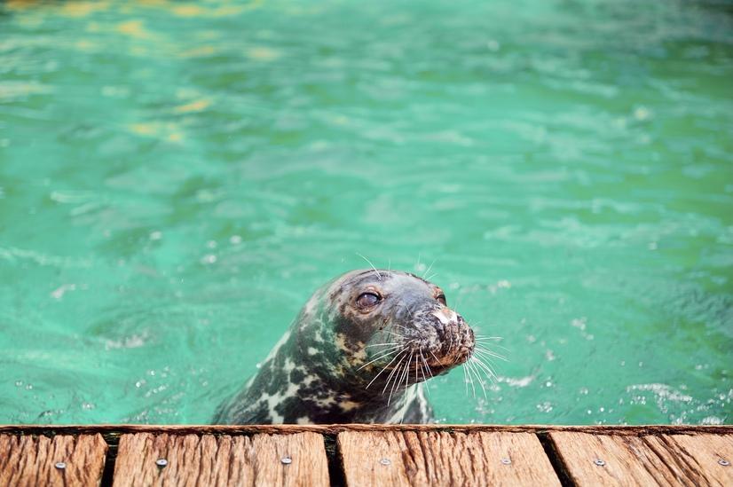 Eine schwarz-graue Kegelrobbe schaut aus dem Wasser auf einen Steg