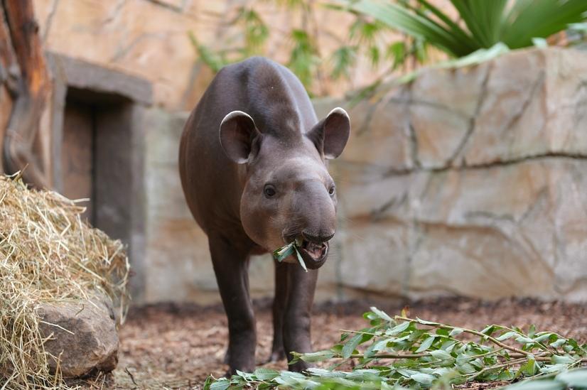 Tapir in der Meranti Tropenhalle frisst Blätter