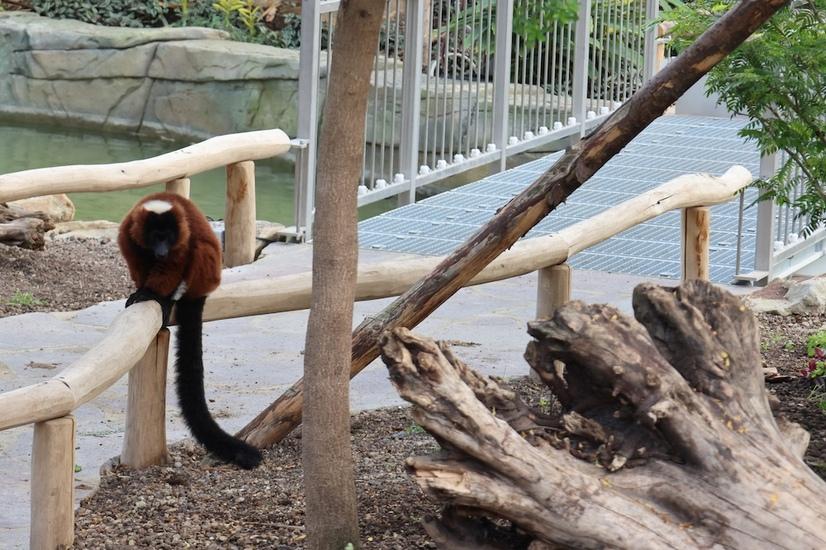 Roter Vari sitzt auf einem Holzgeländer am Besucherweg