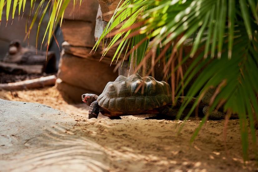 Eine Schildkröte unter einer Palme in der Merantihalle