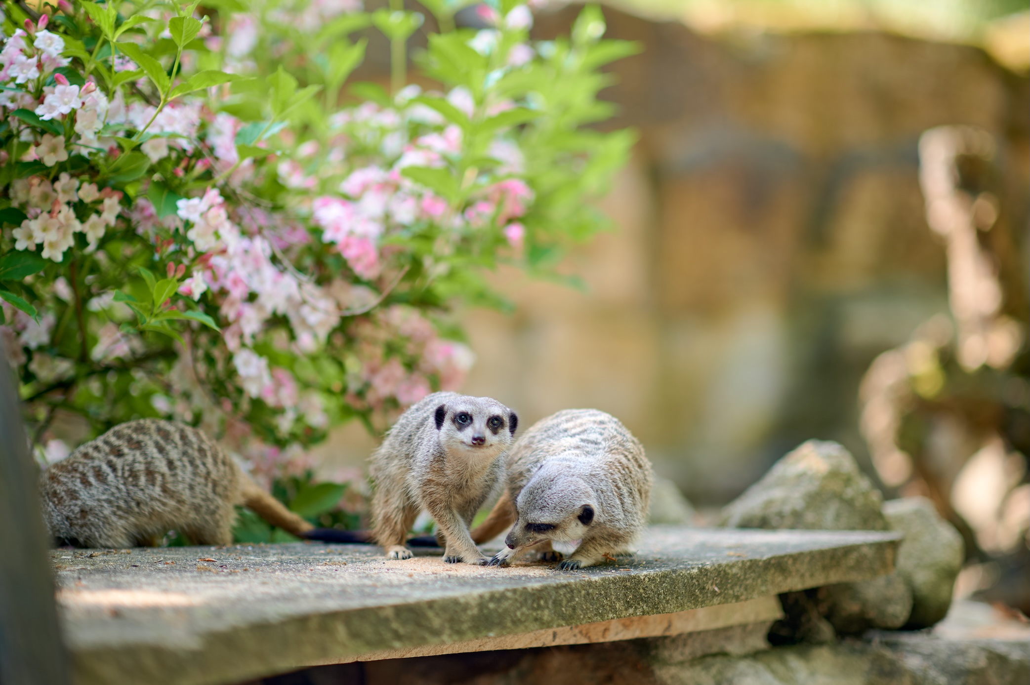Zwei Erdmännchen mit Futter auf einer Plattform, eins schaut direkt in Richtung der Kamera