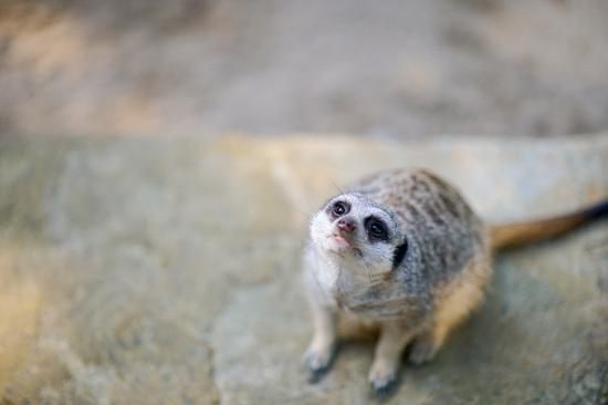 Ein Erdmännchen sitzt auf einem Stein und schaut nach oben in die Kamera