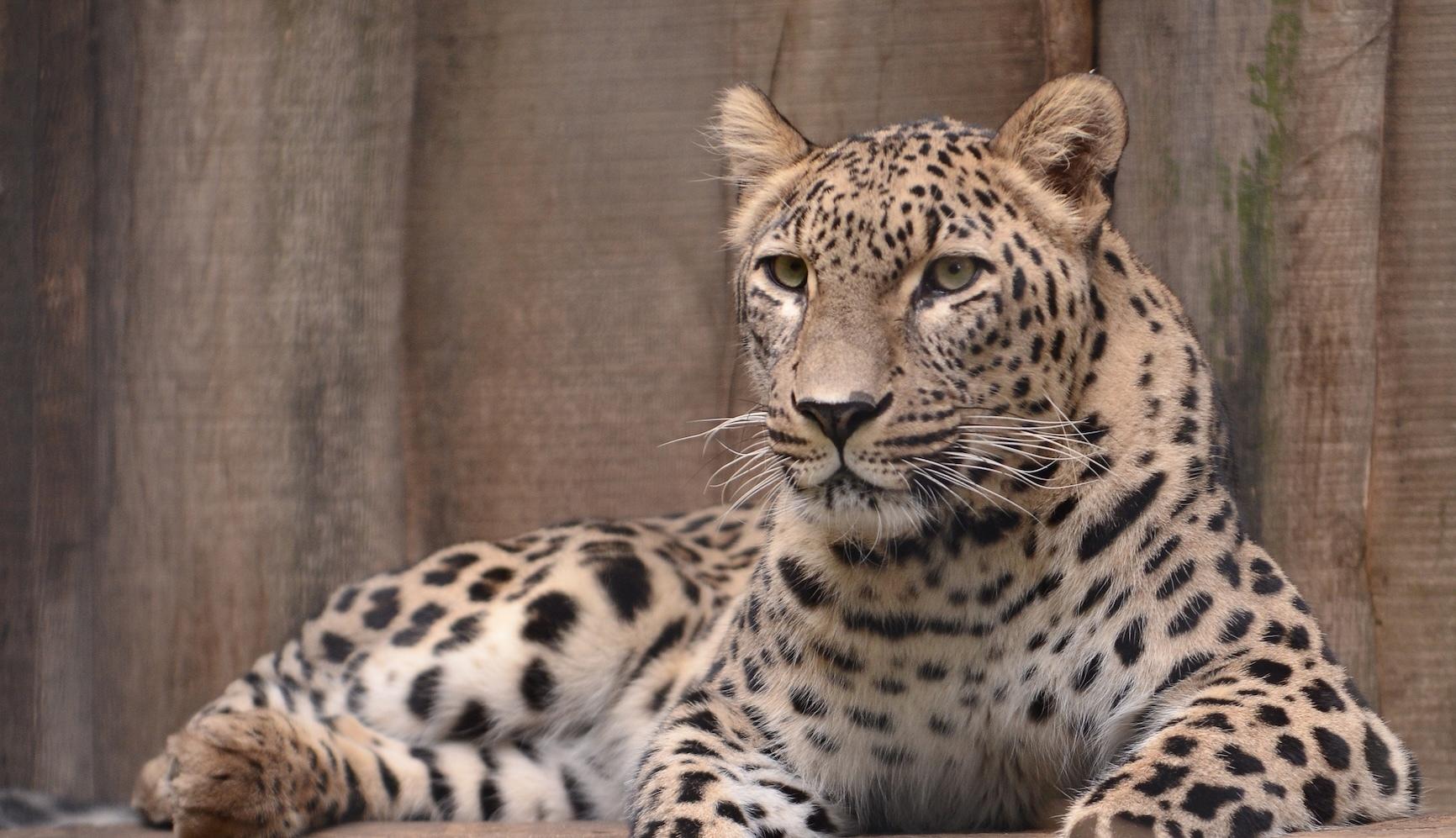 Ein Leopard sitzt auf einem Holzvorpsrung
