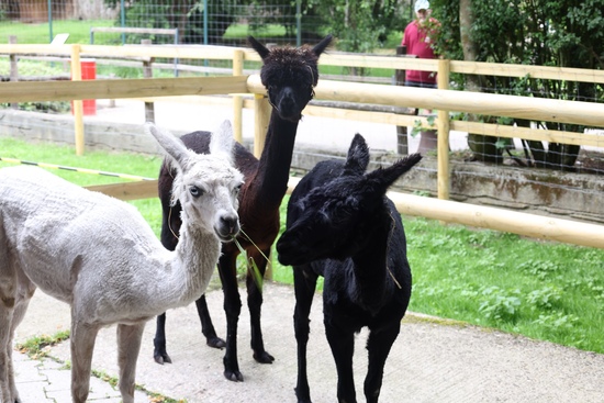 Drei Alpakas im Gehege vom Allwetterzoo M&uuml;nster