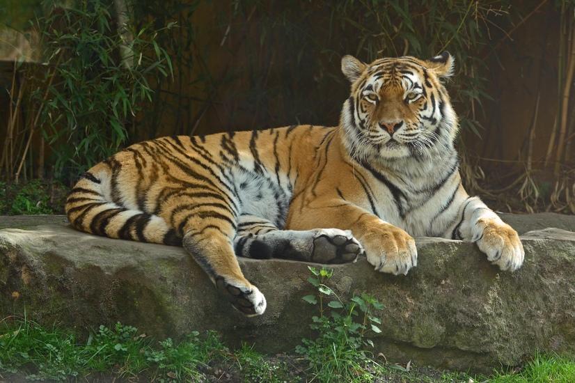 Ein Tiger liegt auf einem Stein