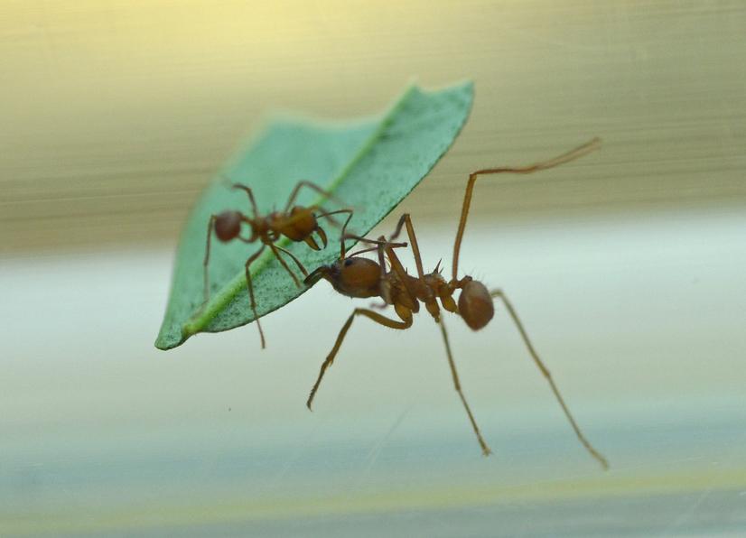 Zwei Blattschneiderameisen mit einem Blatt