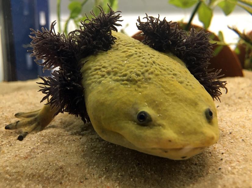 Ein Dumerils Querzahnmolch im Wasser