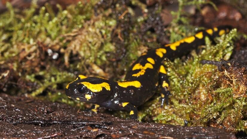 Feuersalamander läuft durch Moos
