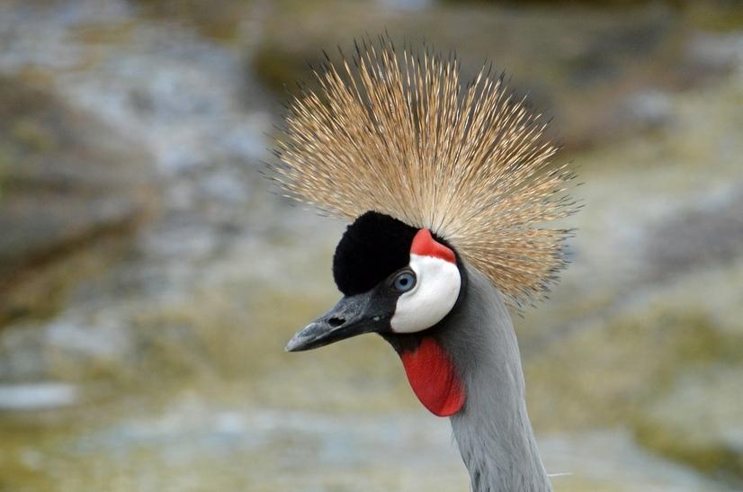 Der Kopf eines Kronenkranichs