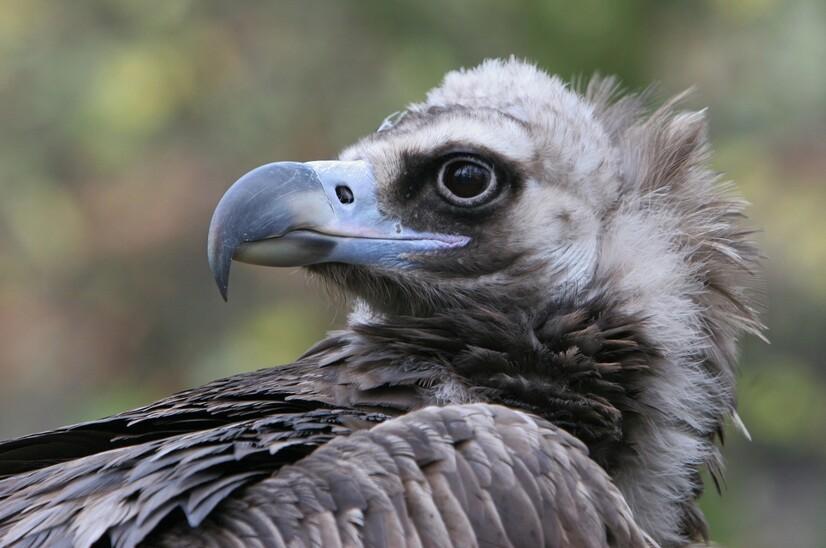 Ein Mönchsgeier im Profil