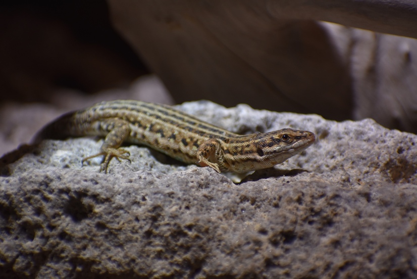 Pityuseneidechse auf einem Stein