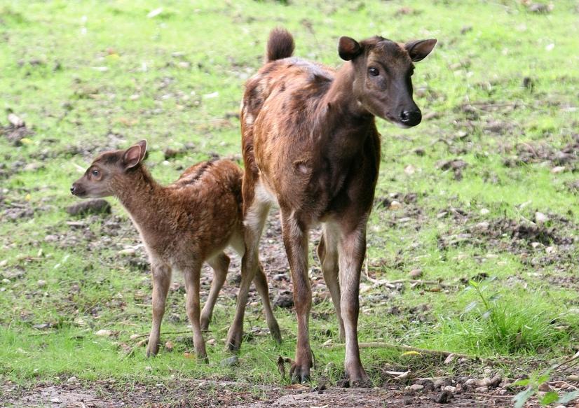 Ein Prinz-Alfred Hirsch mit Jungtier im Gehege