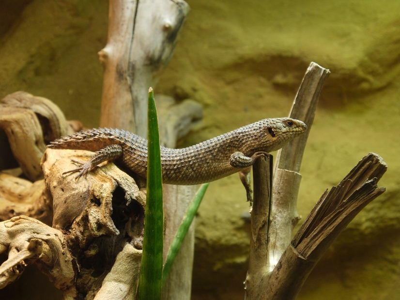 Ein Stachelschwanzskink klettert von einem Stein zu einem Ast