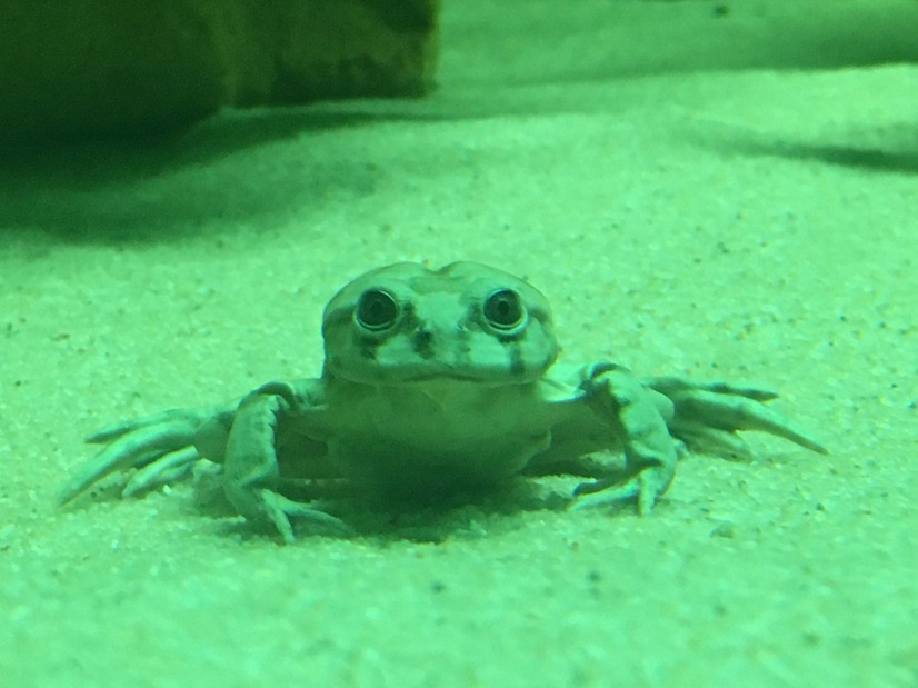 Ein Titicaca-Riesenfrosch schaut in die Kamera