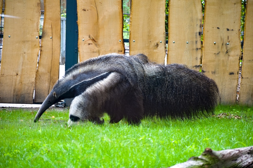 Ein Ameisenbär auf der Wiese vor seinem Zaun im Gehege des Allwetterzoos Münster
