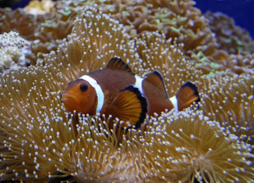 Ein orangener Anemonenfisch in einer Koralle