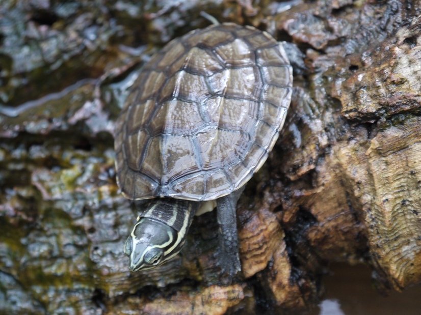 Eine Annam-Bachschildkröte getarnt auf einem Stück Holz