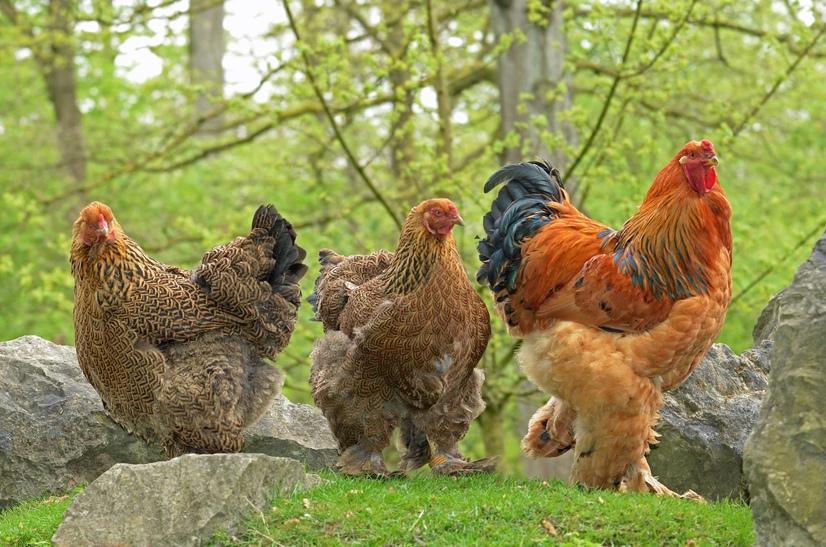 Brahma-Hühner und ein Hahn laufen über eine Wiese mit Steinen