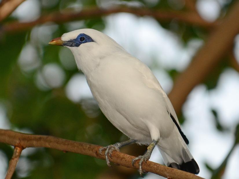 Ein weißer Balistar auf einem Ast