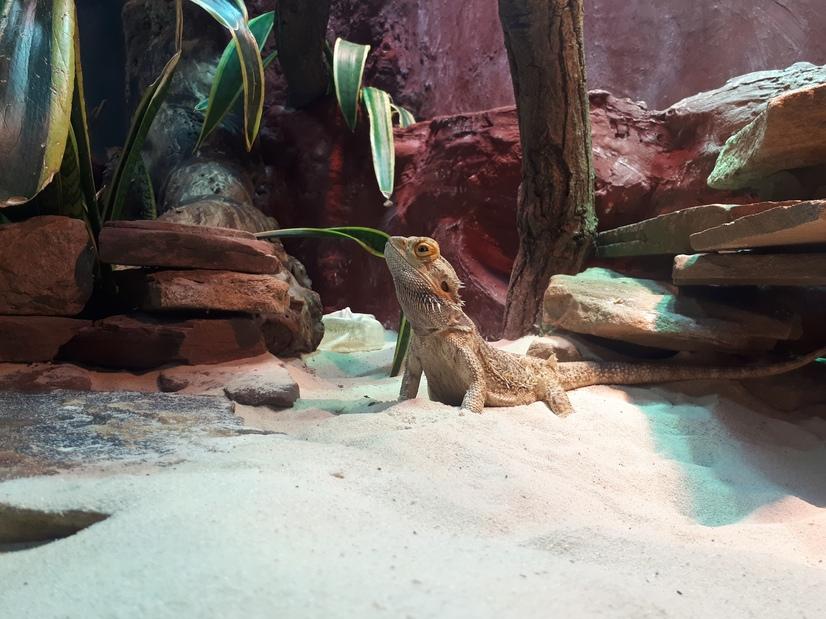 Ein Bartagame im Terrarium