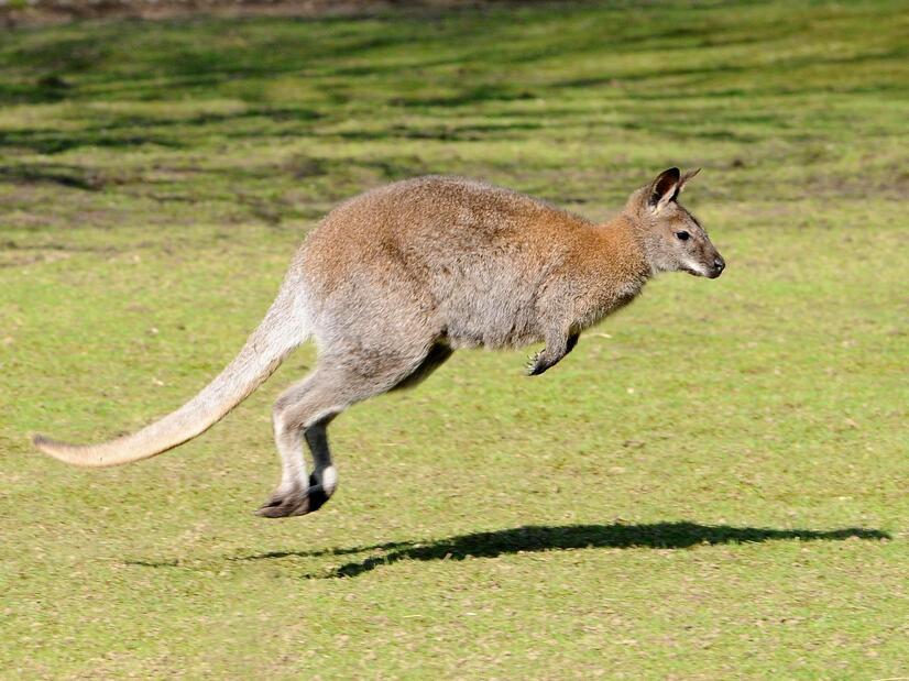 Ein Bennetkänguru springt durch den Allwetterzoo