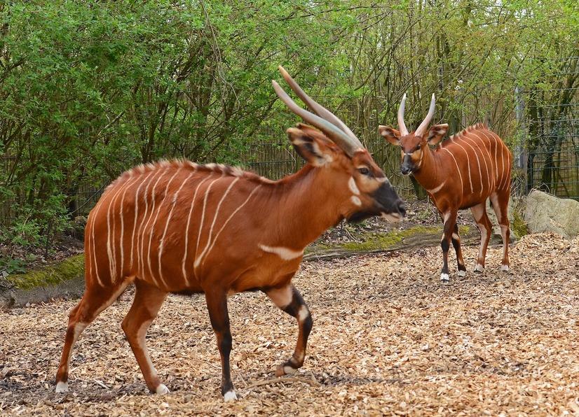 Zwei Bongos laufen durch ihr Gehege im Allwetterzoo