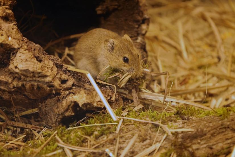 Eine Brandt Steppenwühlmaus mit Stroh im Maul