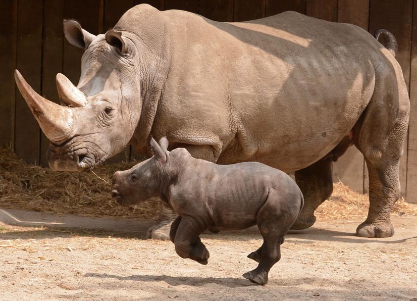Ein Breitmaulnashorn mit Jungtier im Allwetterzoo Münster